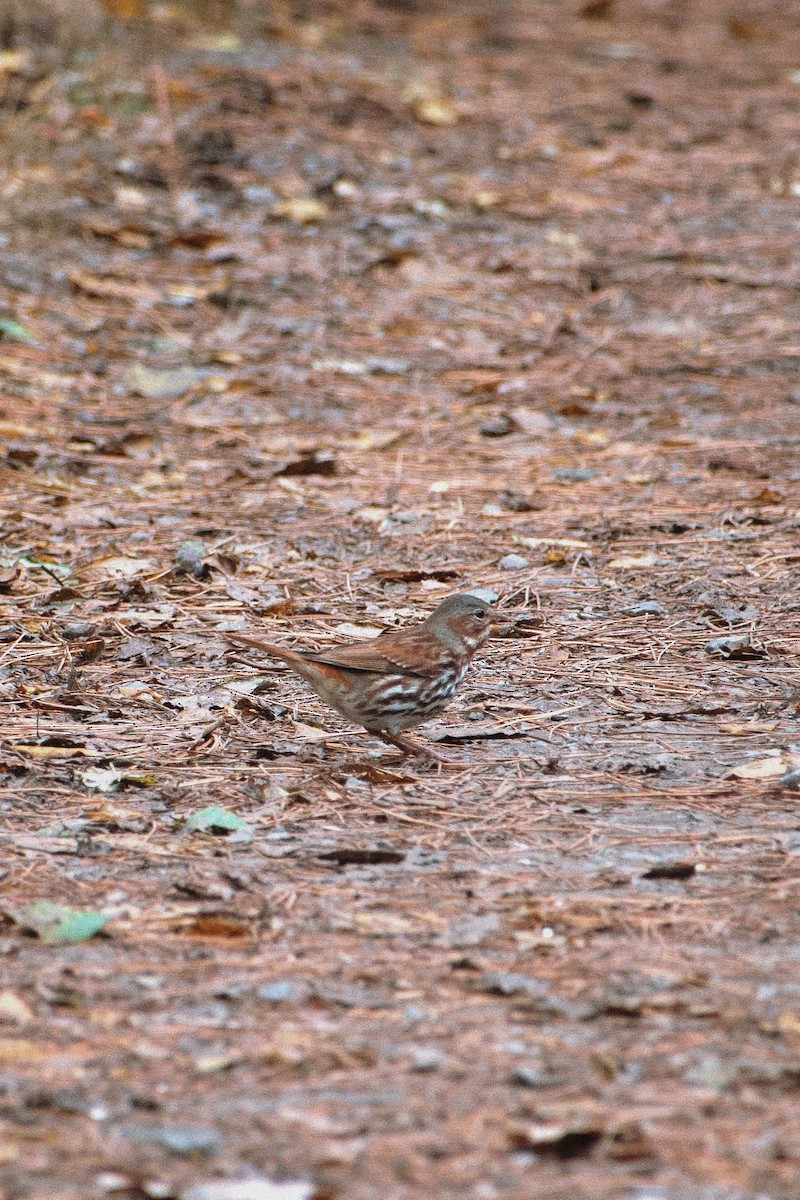 Fox Sparrow - ML610540762