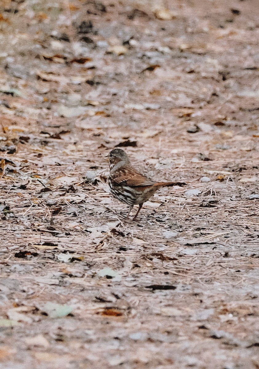 Fox Sparrow - ML610540768