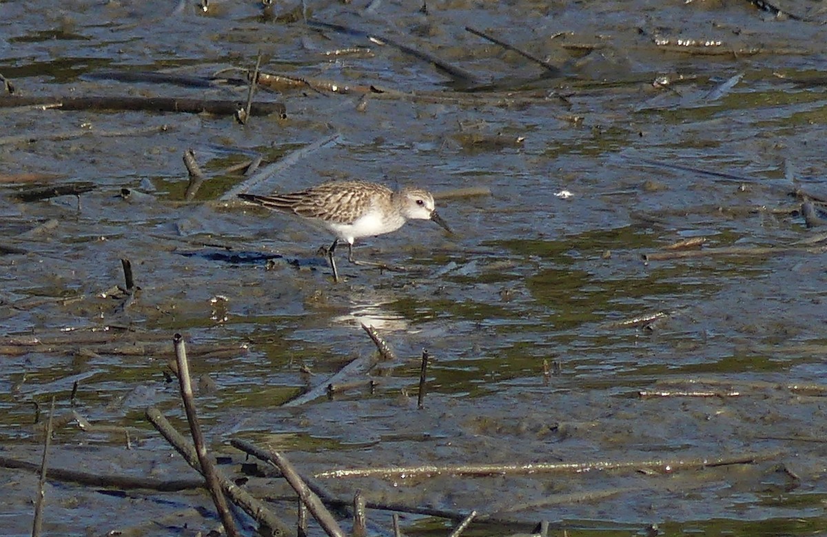 Semipalmated Sandpiper - ML610540806