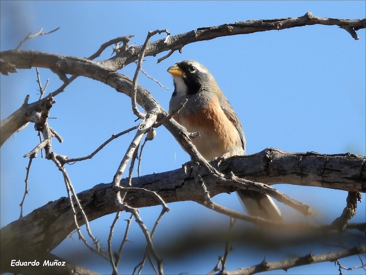 Many-colored Chaco Finch - ML610540819