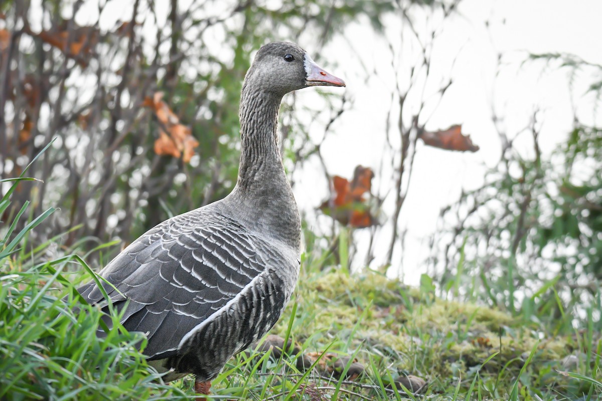 Greater White-fronted Goose - ML610540875