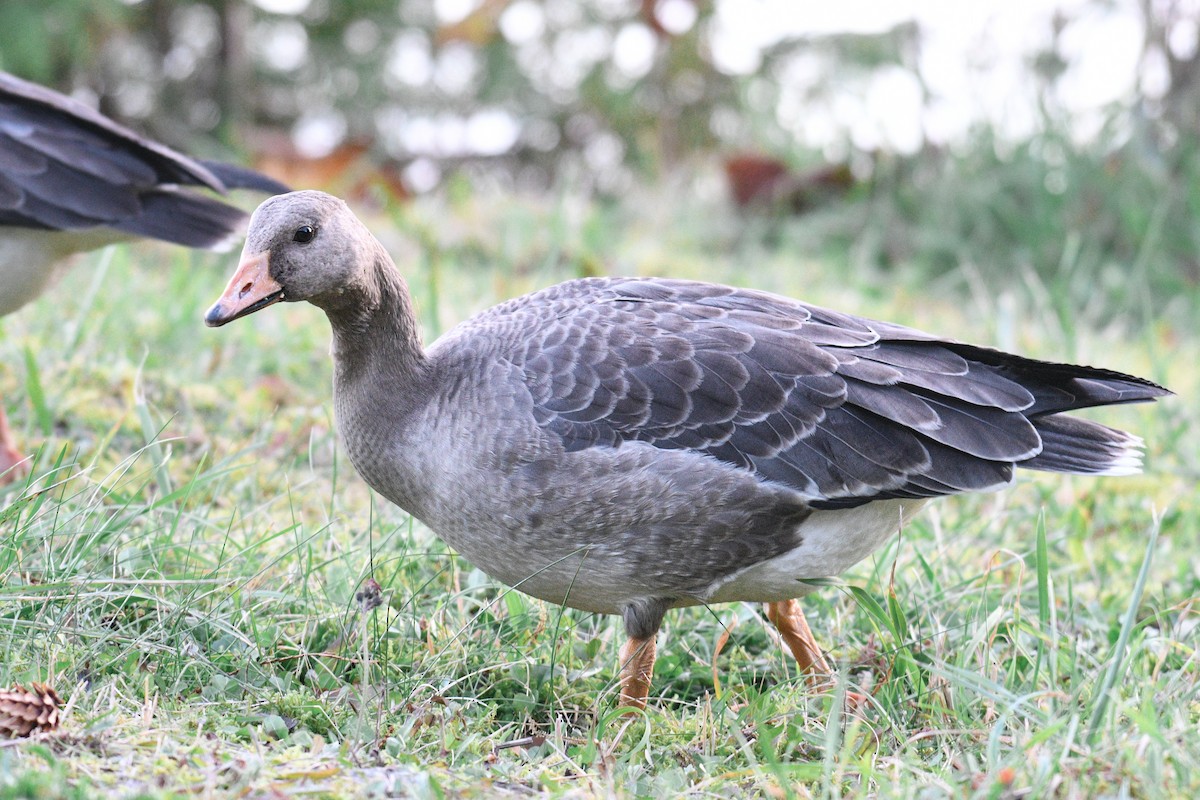 Greater White-fronted Goose - ML610540876