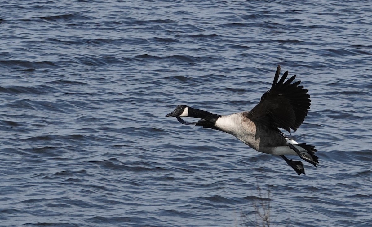 Canada Goose - Beth Fleming Allen