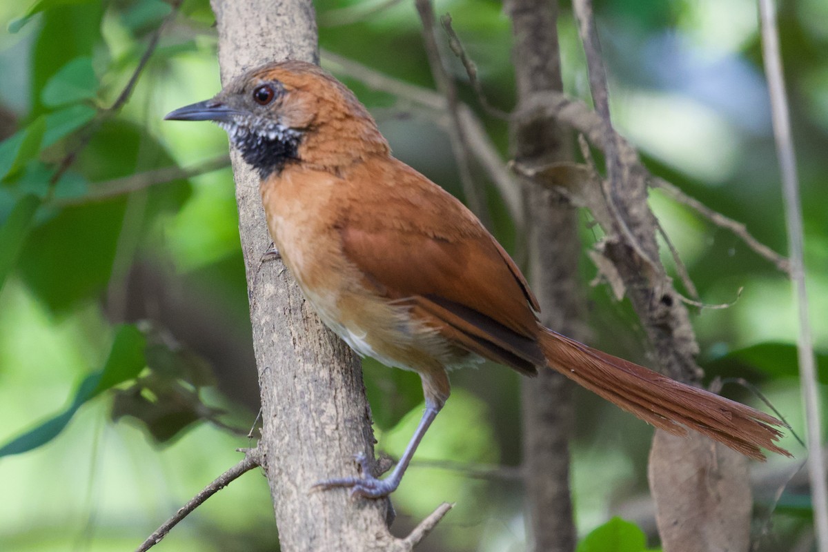 Hoary-throated Spinetail - Luciano Naka