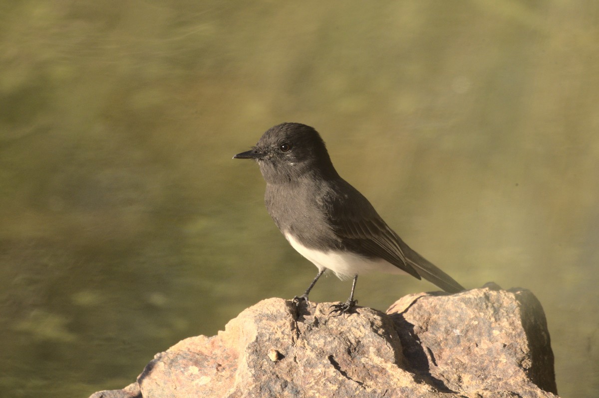 Black Phoebe - George Gerules & Ann Steffen