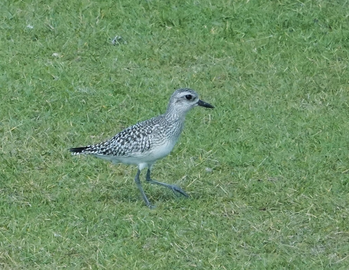 Black-bellied Plover - ML610540981