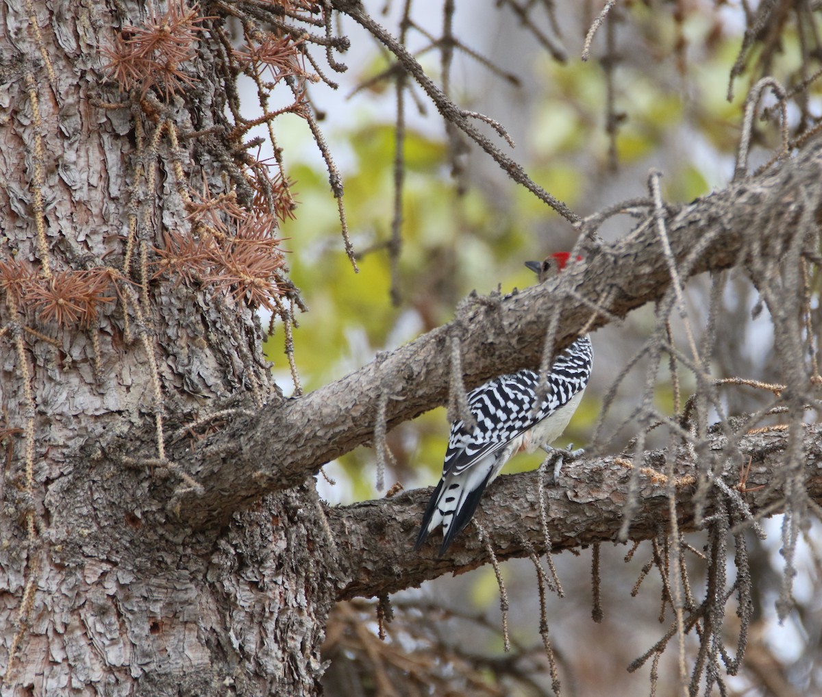 Red-bellied Woodpecker - Sean Evans