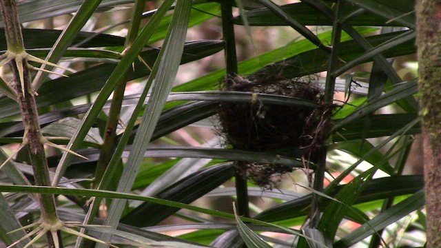 Zostérops à calotte noire - ML610541105