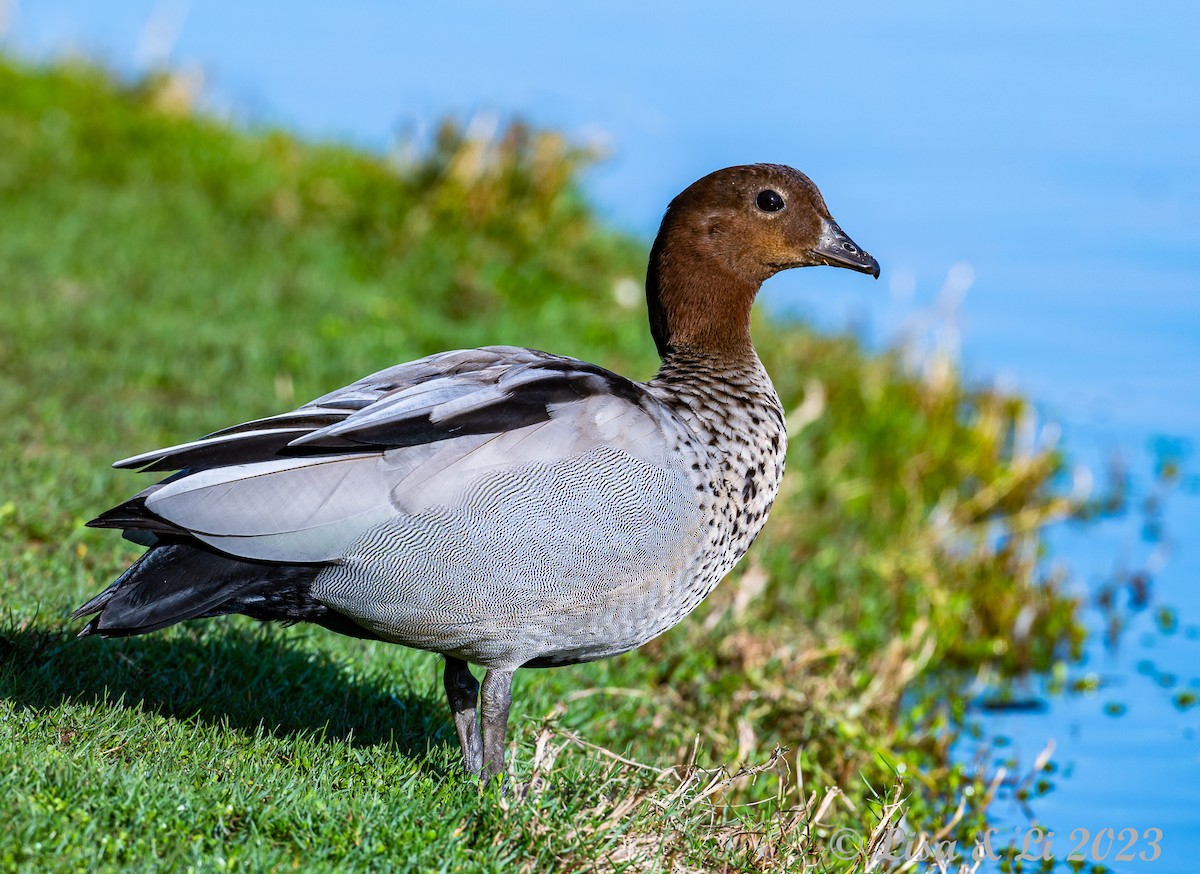 Maned Duck - Lisa & Li Li