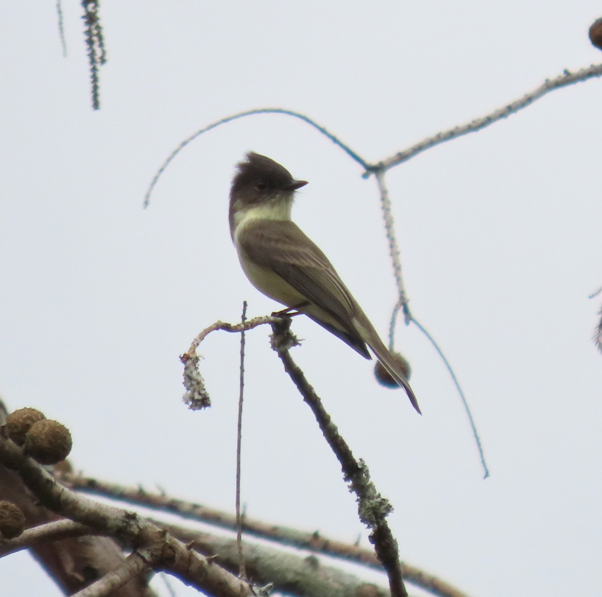 Eastern Phoebe - ML610541209