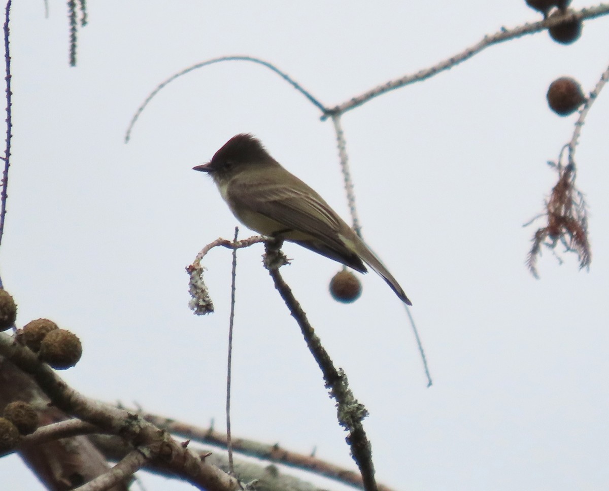 Eastern Phoebe - ML610541210