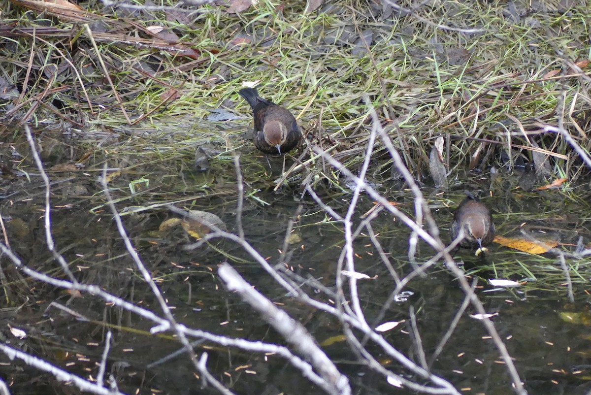 Rusty Blackbird - ML610541257