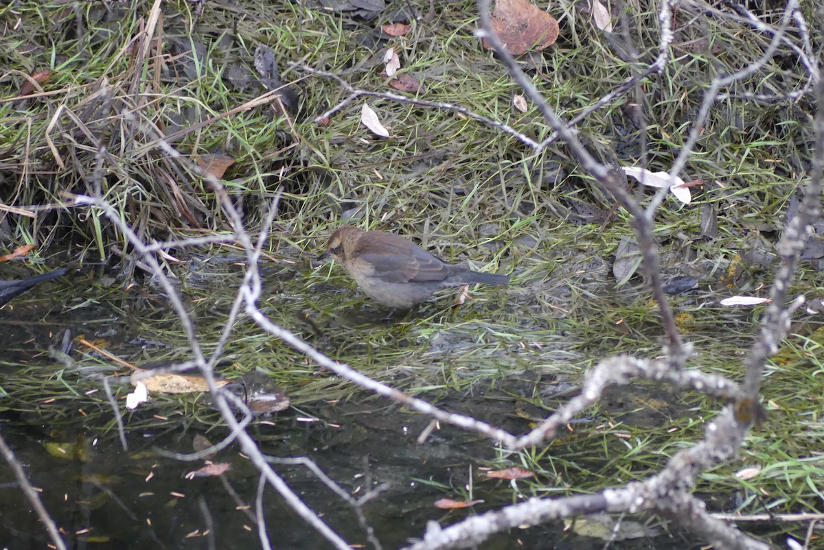 Rusty Blackbird - ML610541261