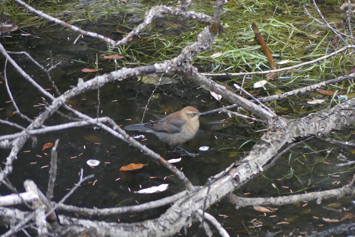 Rusty Blackbird - Barbara Shepherd