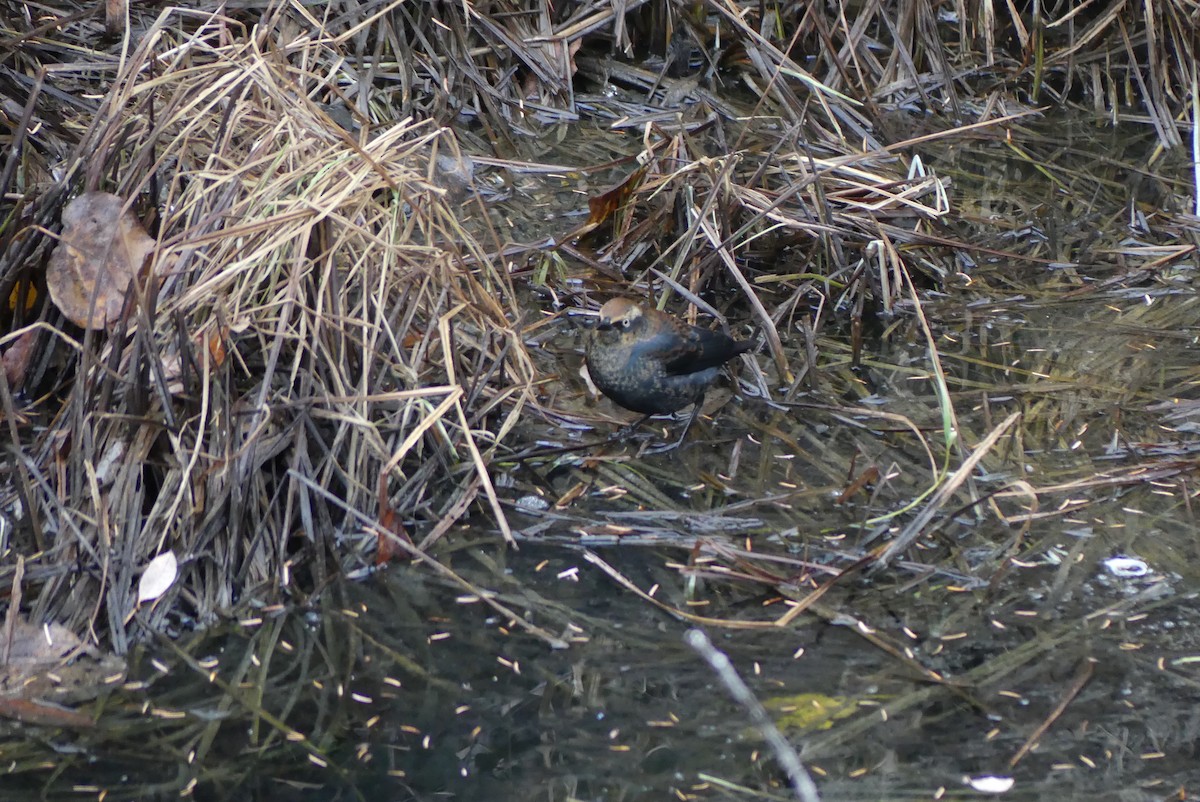 Rusty Blackbird - ML610541271