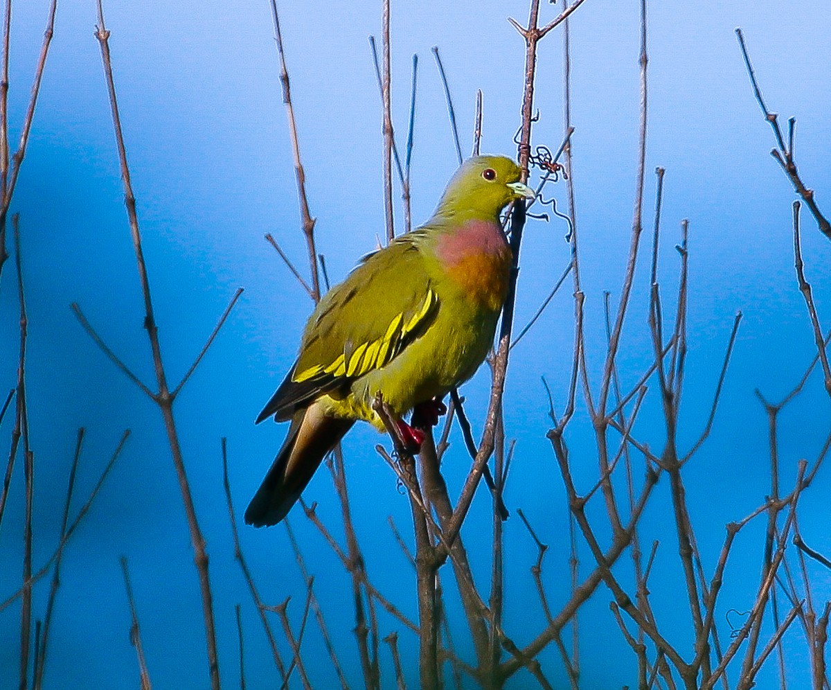 Orange-breasted Green-Pigeon - ML610541283