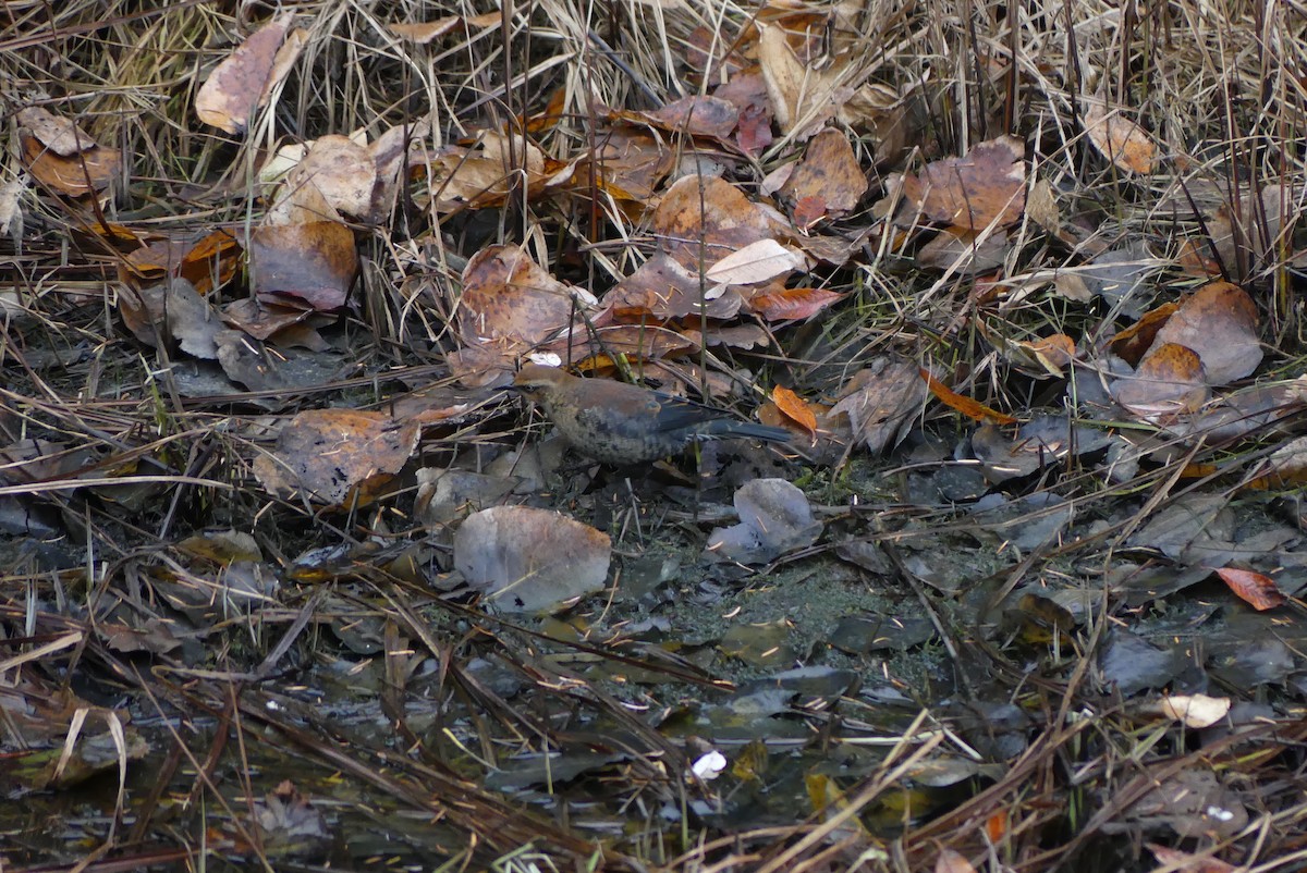 Rusty Blackbird - ML610541284