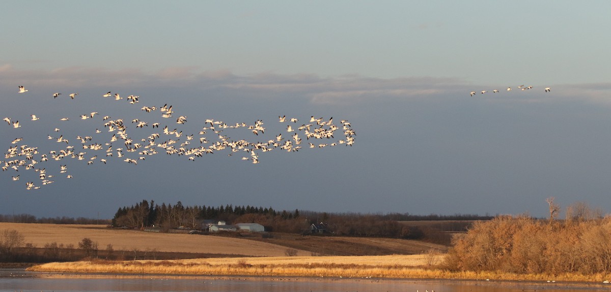 Snow Goose - ML610541485