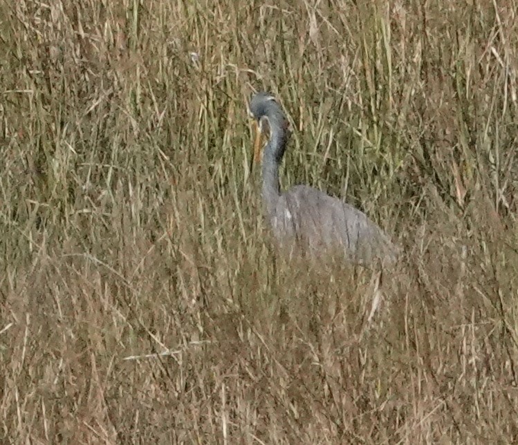 Tricolored Heron - ML610541567