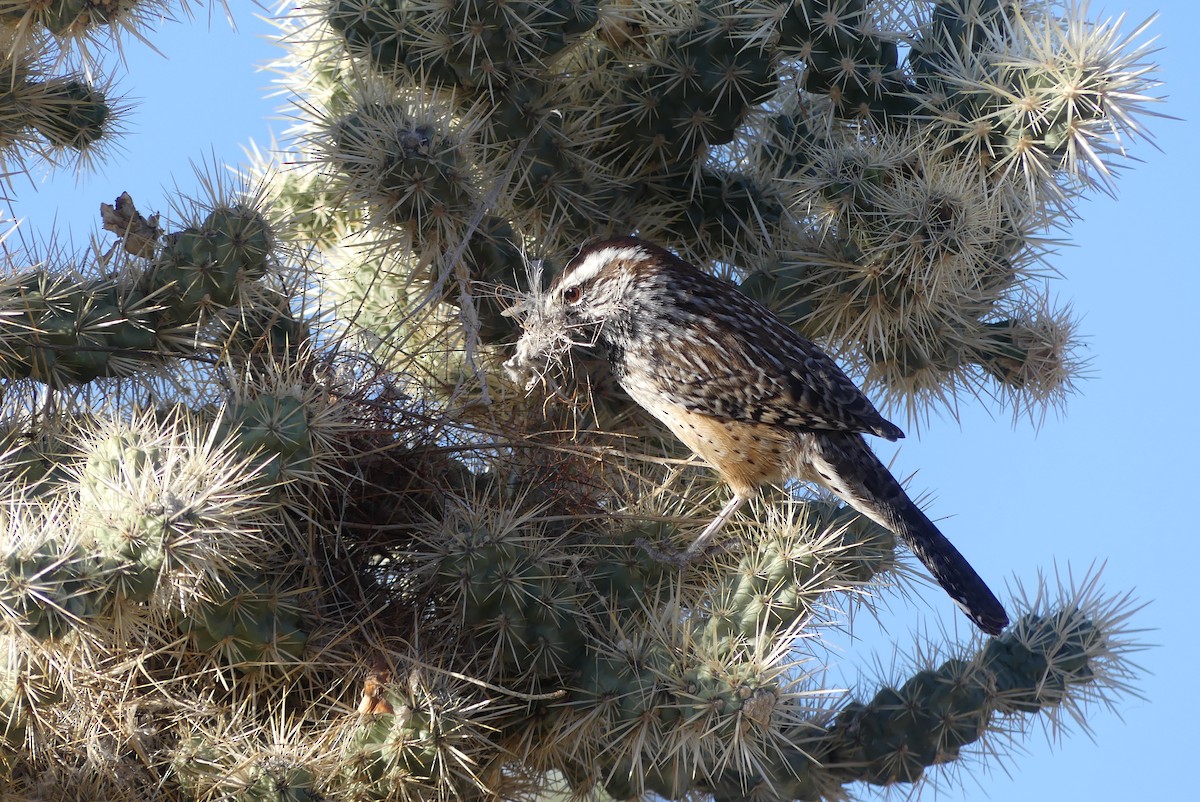 Cactus Wren - ML610541580