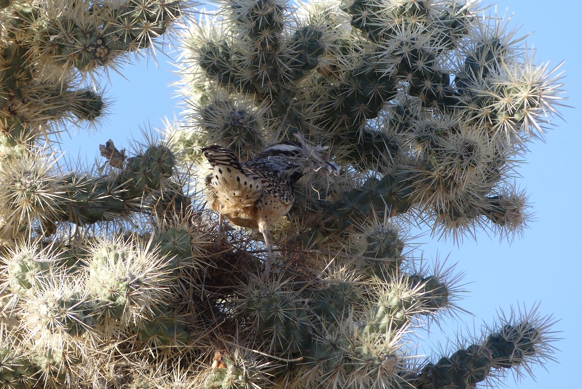 Cactus Wren - ML610541581