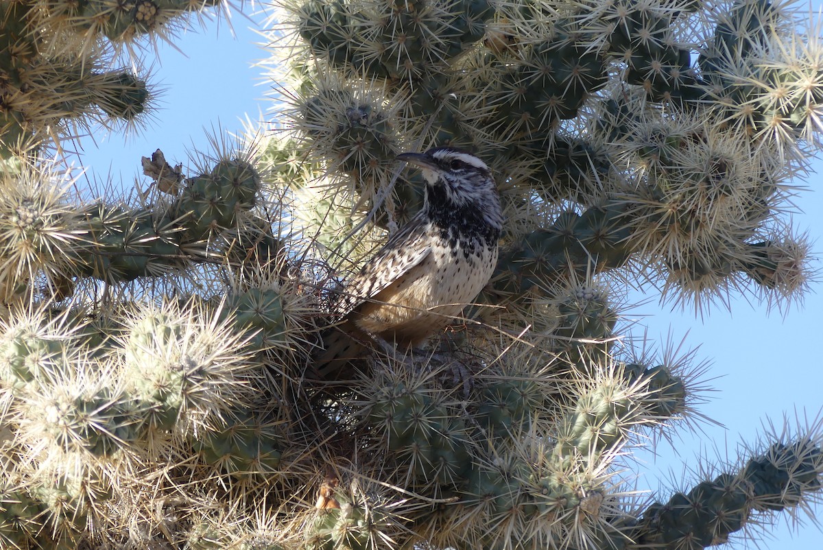 Cactus Wren - ML610541583