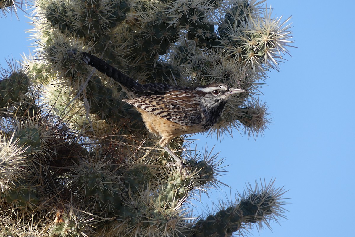 Cactus Wren - ML610541584