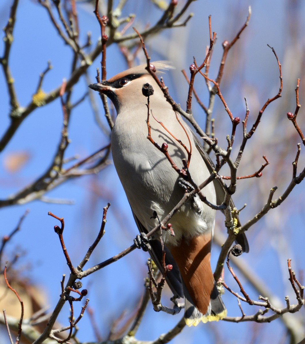 Bohemian Waxwing - lise owens