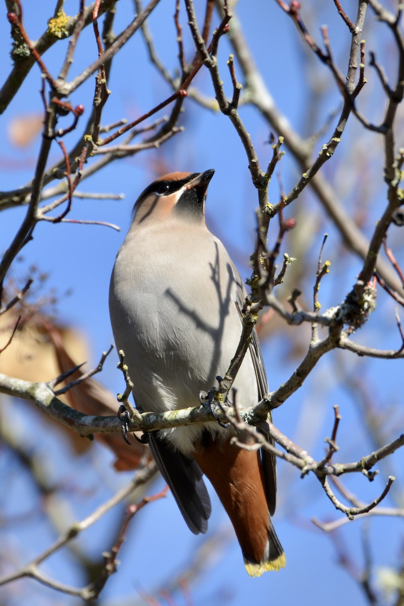 Bohemian Waxwing - lise owens