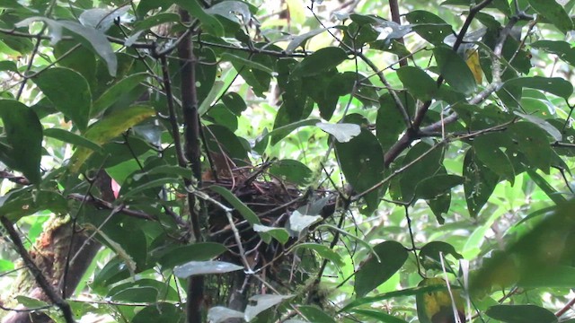 Bornean Green-Magpie - ML610541634