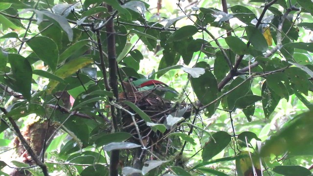 Bornean Green-Magpie - ML610541635