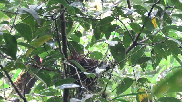 Bornean Green-Magpie - ML610541636