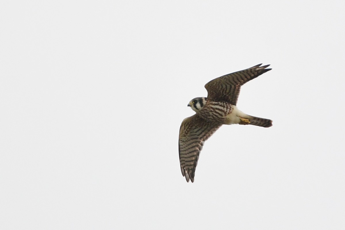 American Kestrel - ML610541645
