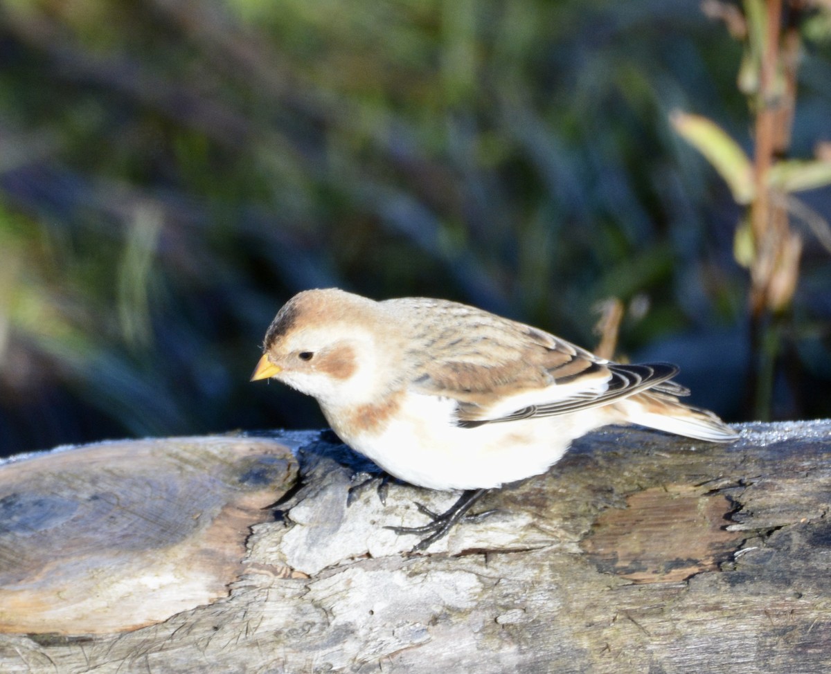 Snow Bunting - lise owens