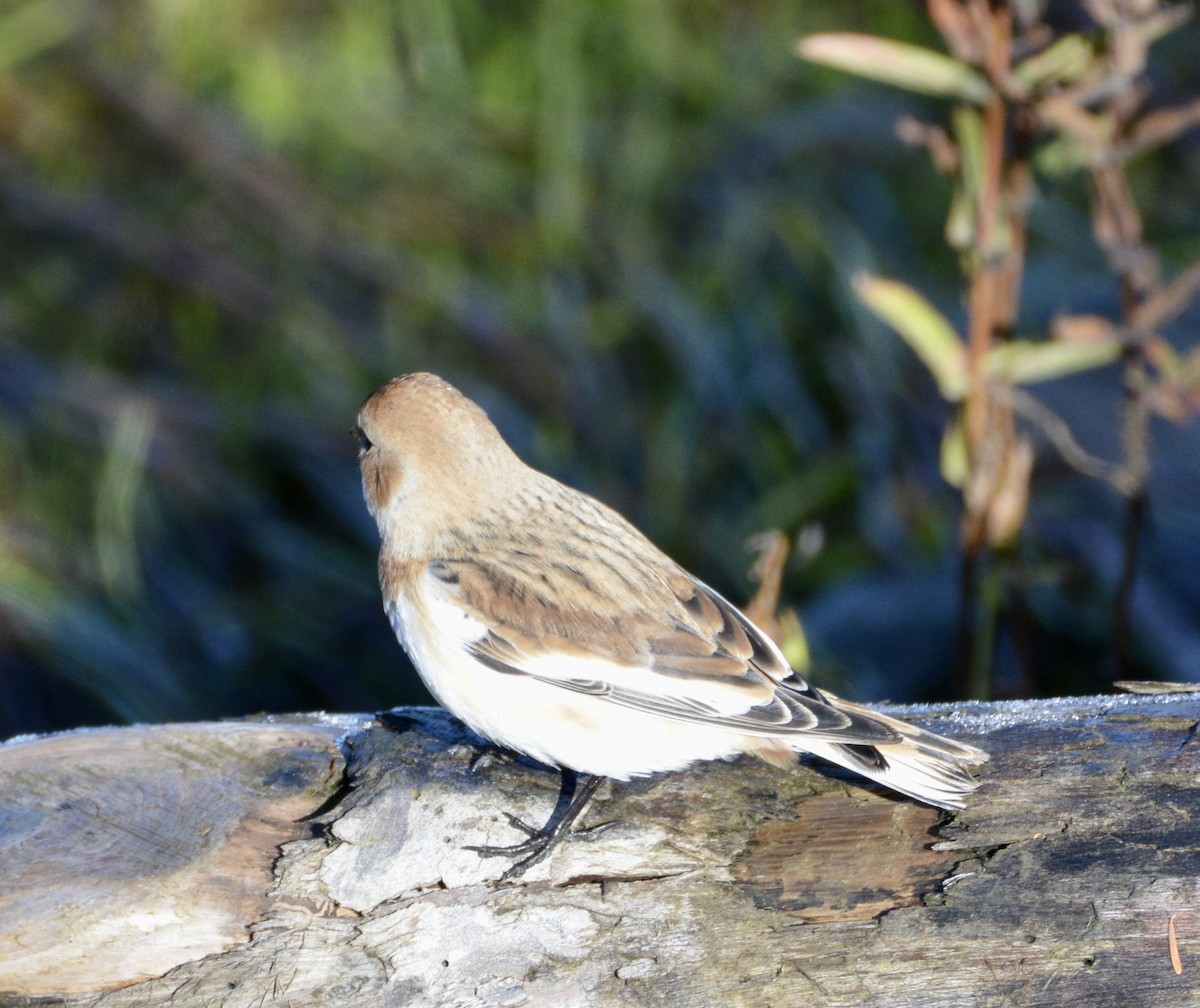 Snow Bunting - lise owens
