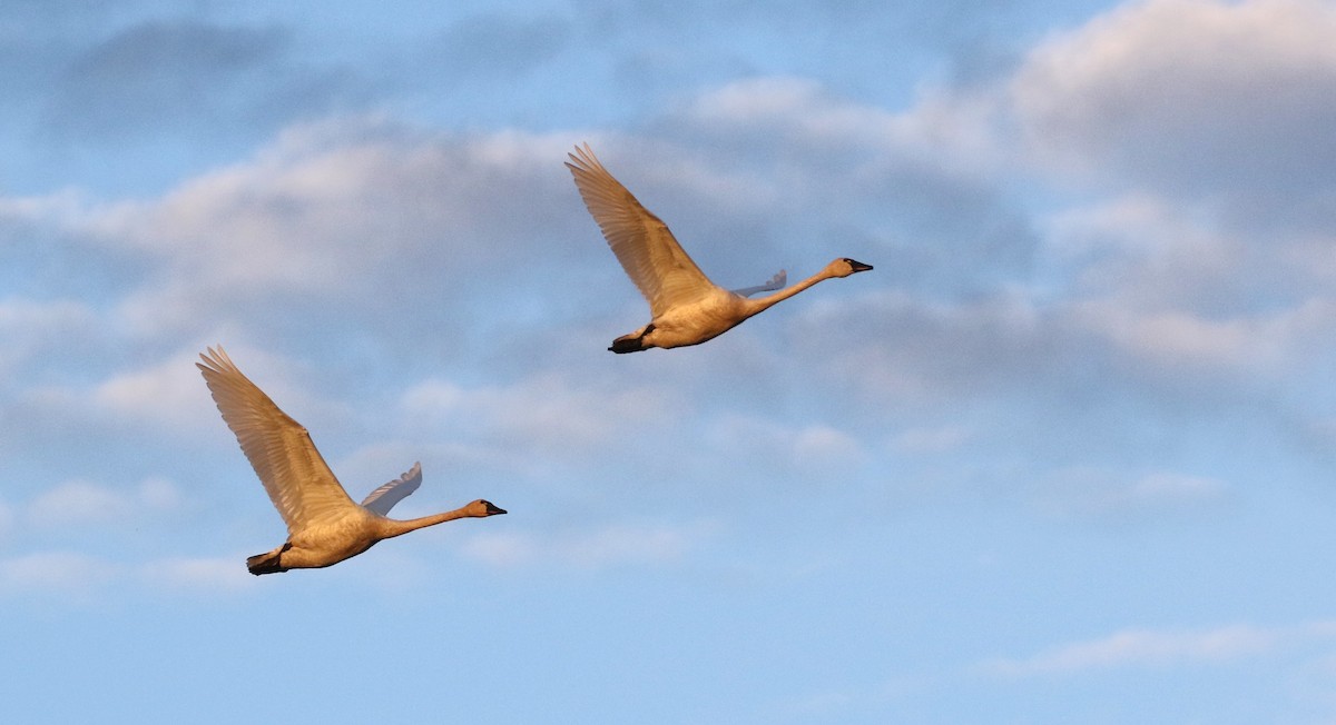 Tundra Swan - ML610541654