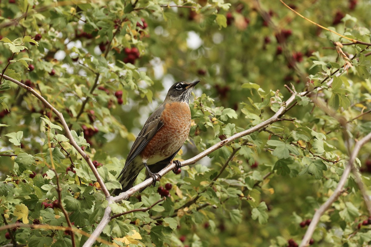 American Robin - ML610541672