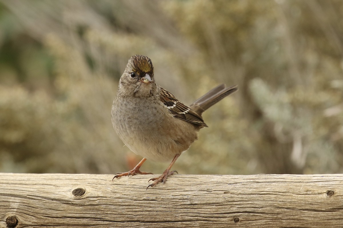 Bruant à couronne dorée - ML610541679