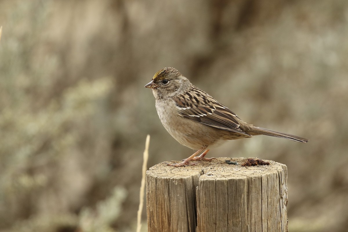 Golden-crowned Sparrow - Russ Morgan