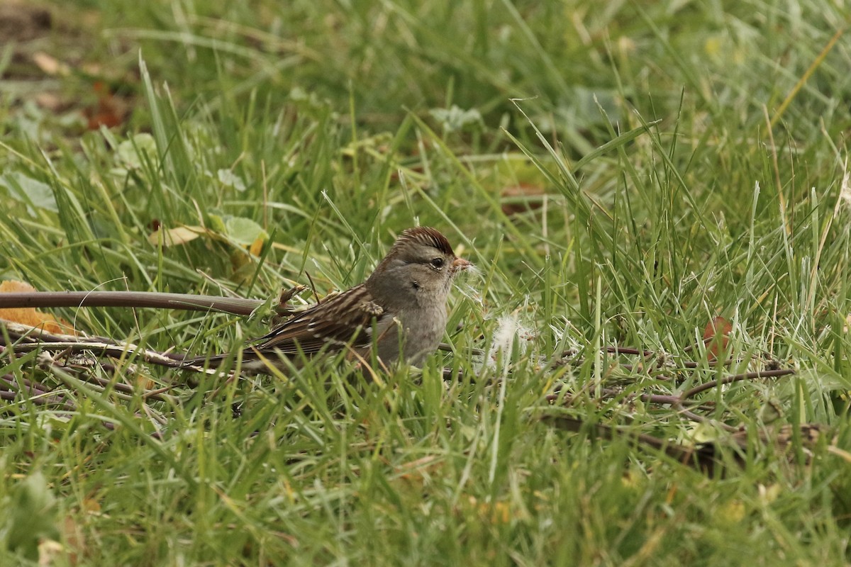 Bruant à couronne blanche - ML610541691