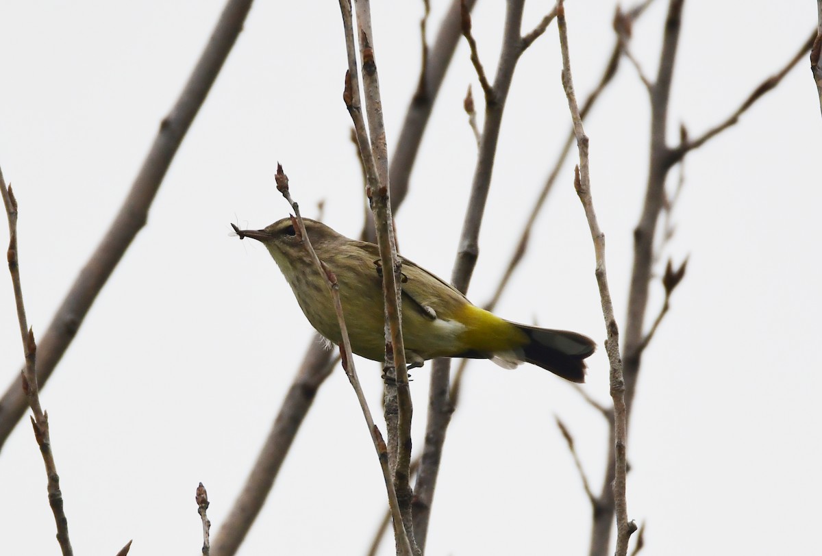 Palmiye Ötleğeni - ML610541694