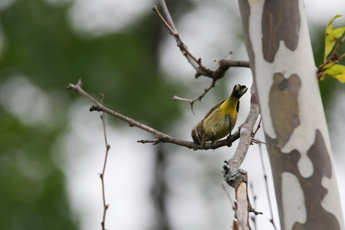 Palmiye Ötleğeni - ML610541695