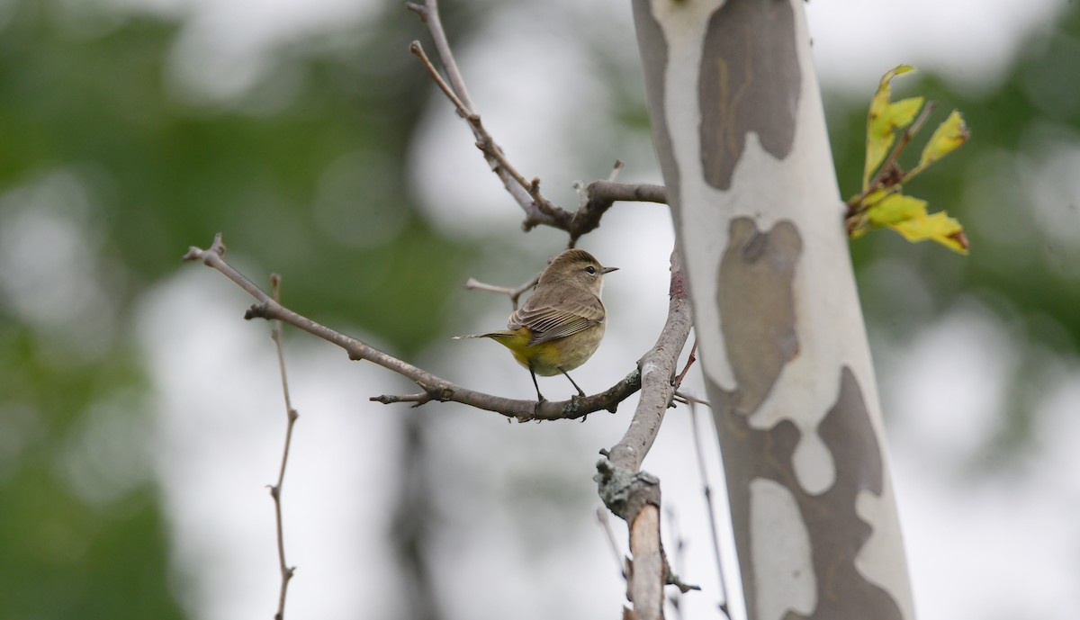 Palmiye Ötleğeni - ML610541697