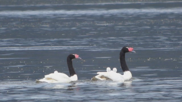 Cygne à cou noir - ML610541758