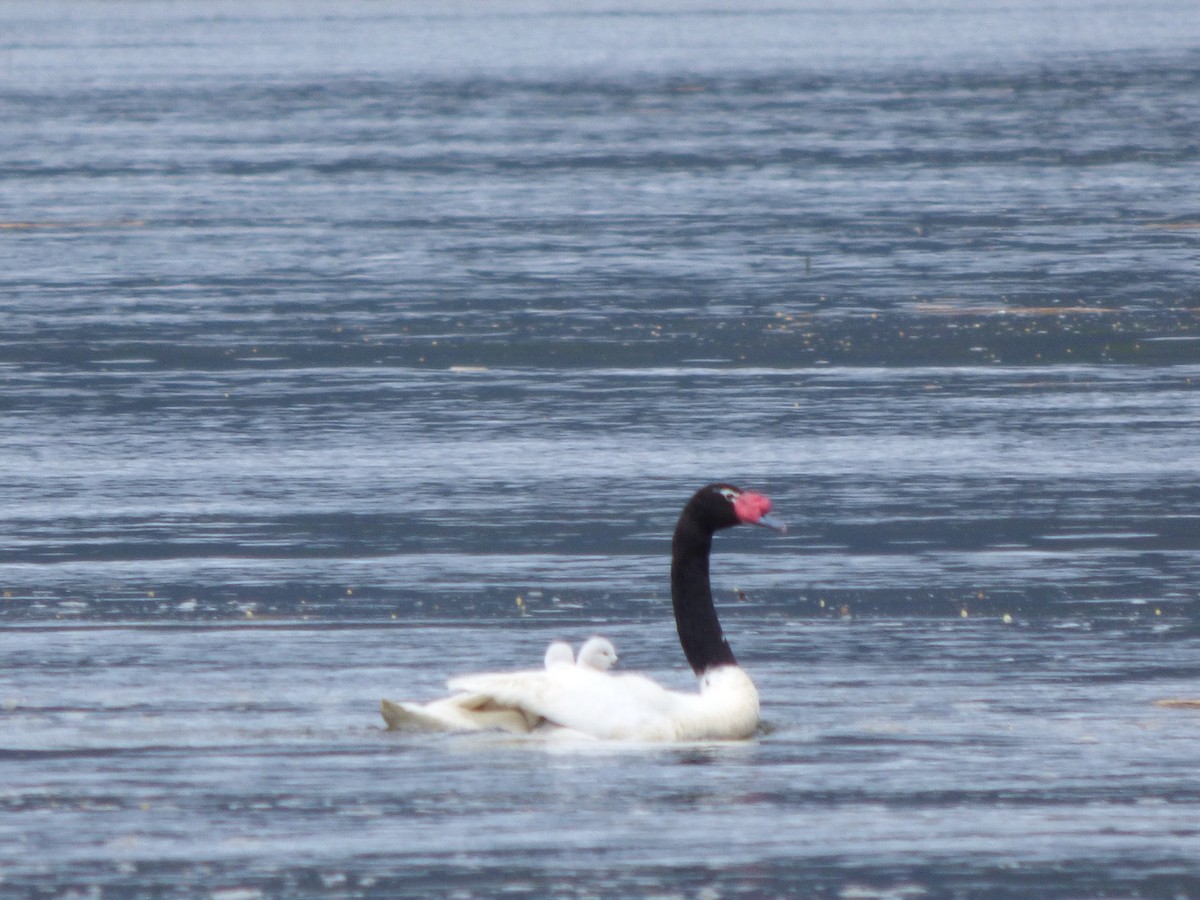 Cisne Cuellinegro - ML610541768