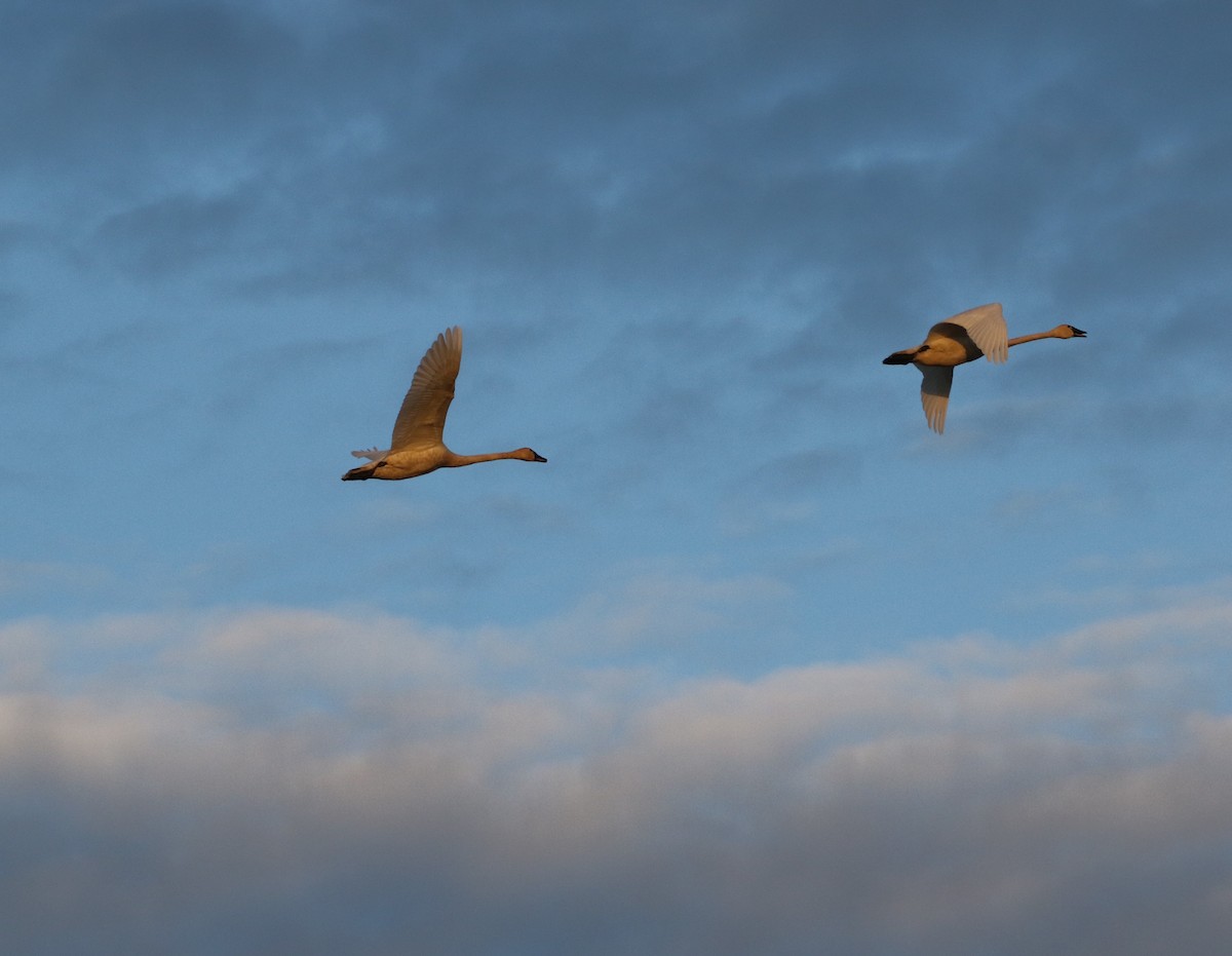 Tundra Swan - ML610541853