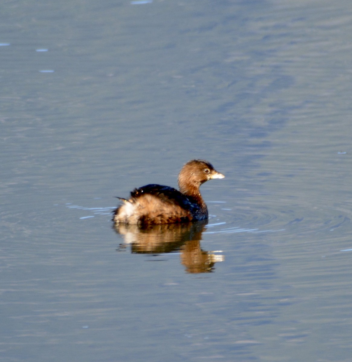 Pied-billed Grebe - lise owens
