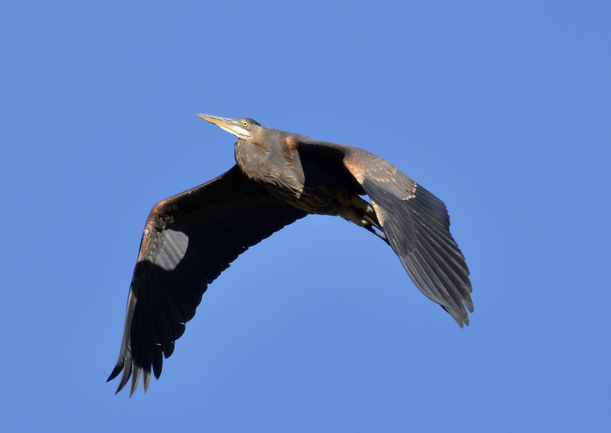 Great Blue Heron - lise owens