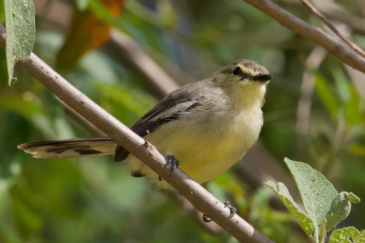 Lesser Wagtail-Tyrant - ML610541933