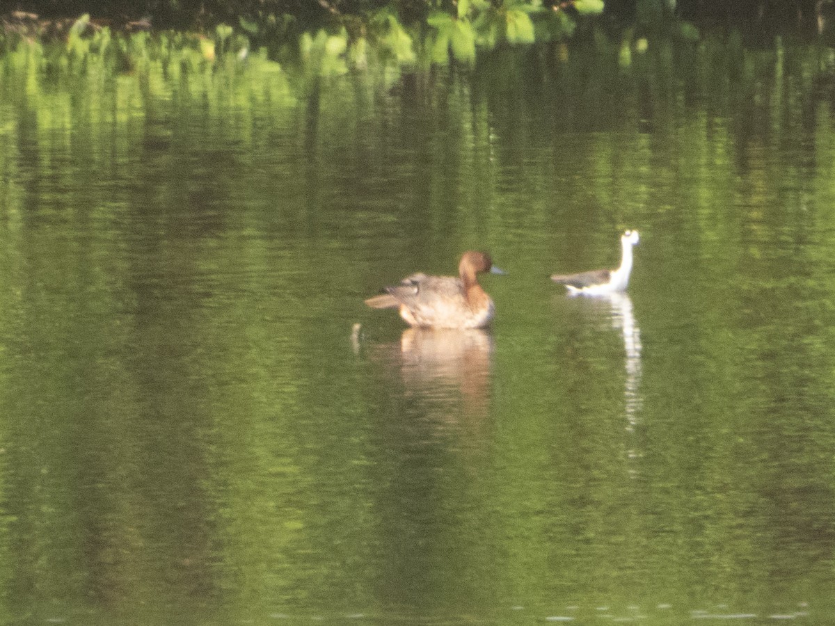 Northern Pintail - ML610542005